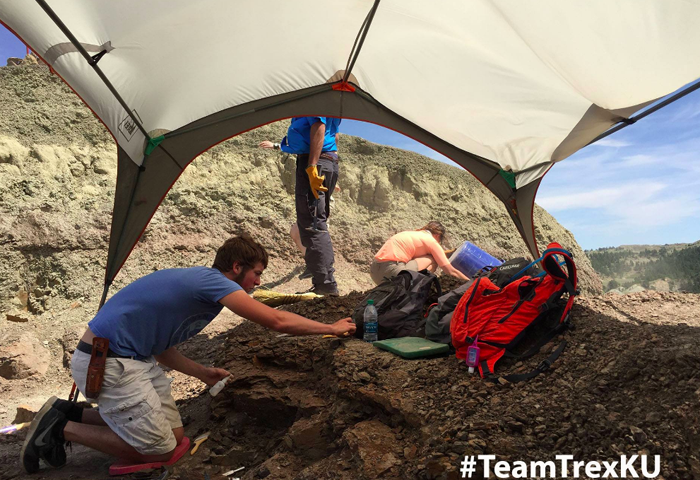 people digging beneath a tent canopy