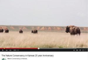 A screenshot from a video of Buffalo in a field