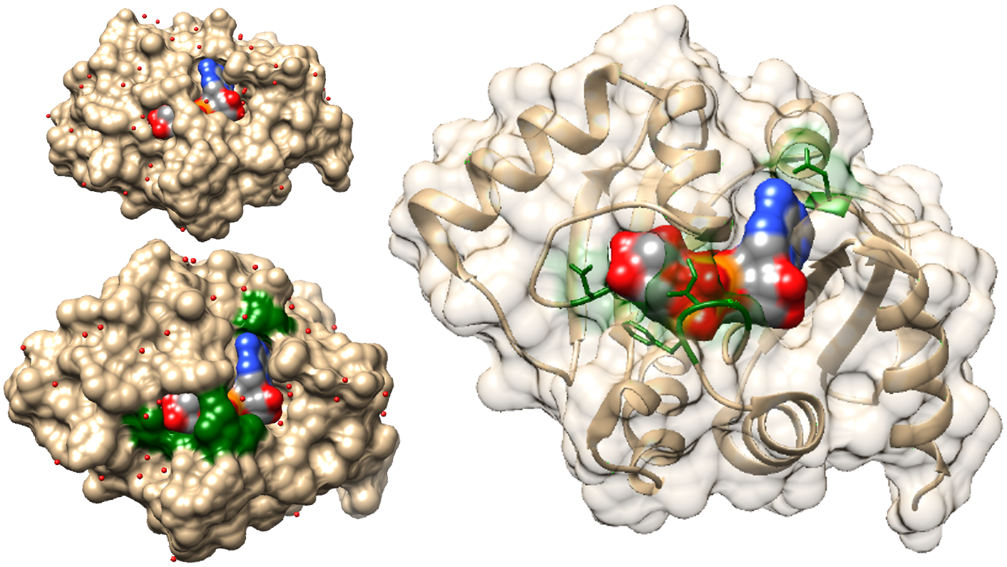 digital image of a protein