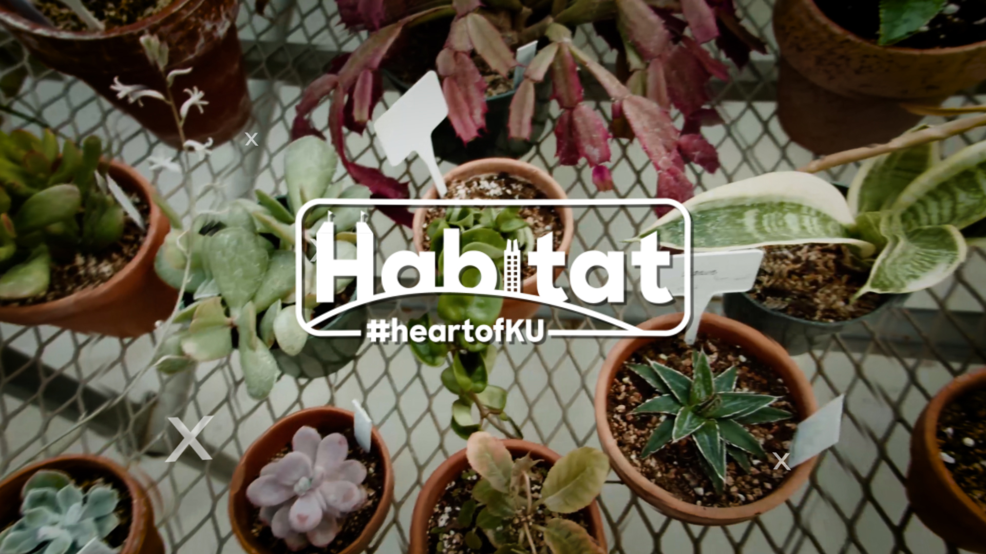 Top view of succulents with Habitat logo