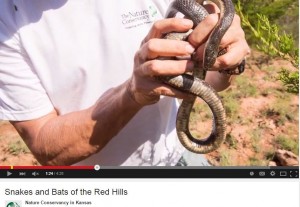 A screenshot from a video of  hands holding a snake