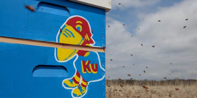 Close-up of a blue beehive with a painted KU Jayhawk logo on the side, and several bees flying nearby under a cloudy sky in a rural setting