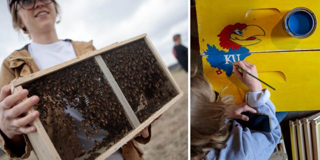 Person holding a large wooden box filled with bees on the left side of the image; on the right side, someone is painting a yellow box with a Jayhawk logo and the letters 'KU' on it.