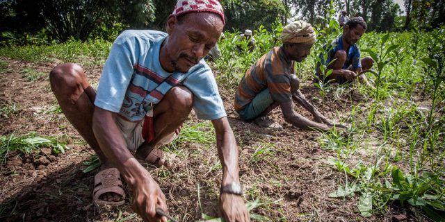 Ethiopian farmers planting seeds