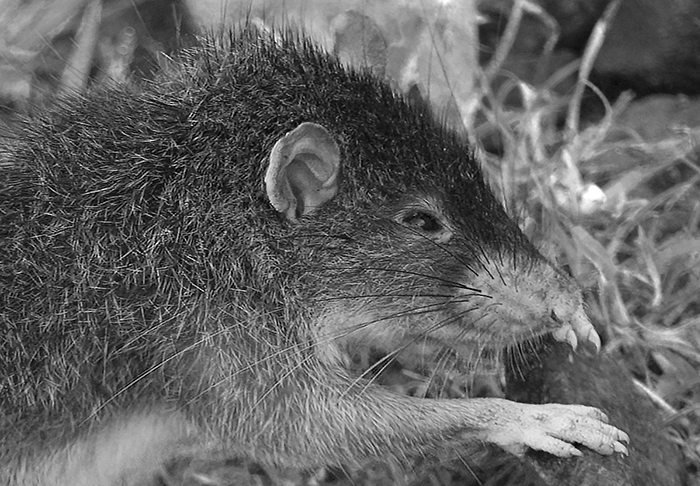 black and white photo of a rodent