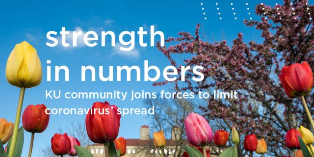 Tulips on campus with the text 'Strength in numbers, KU community joins forces to limit coronavirus' spread'