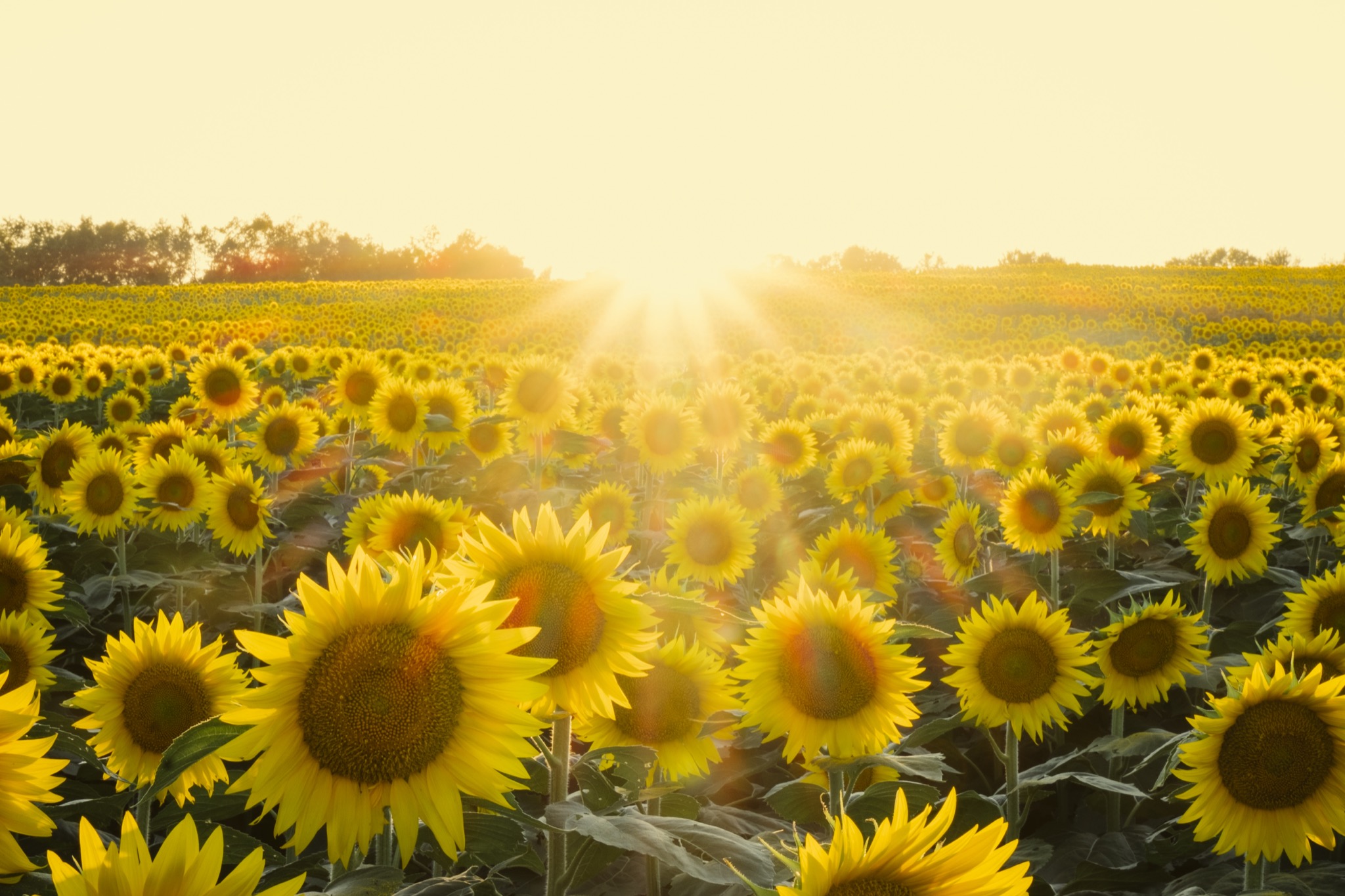 a field of sunflowers with the sun rising behind it