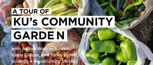 Bags of colorful produce spread out on the ground of a garden area. Text: A tour of KU's Community Garden with Ashley Wojciechowski, Kayla Clouse, and Haley Burrill, ecology and evolutionary biology