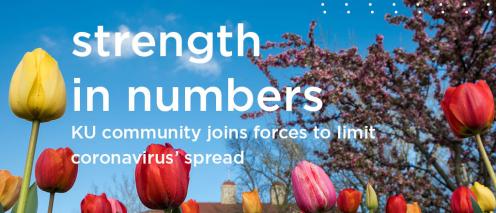 Tulips on campus with the text 'Strength in numbers, KU community joins forces to limit coronavirus' spread'