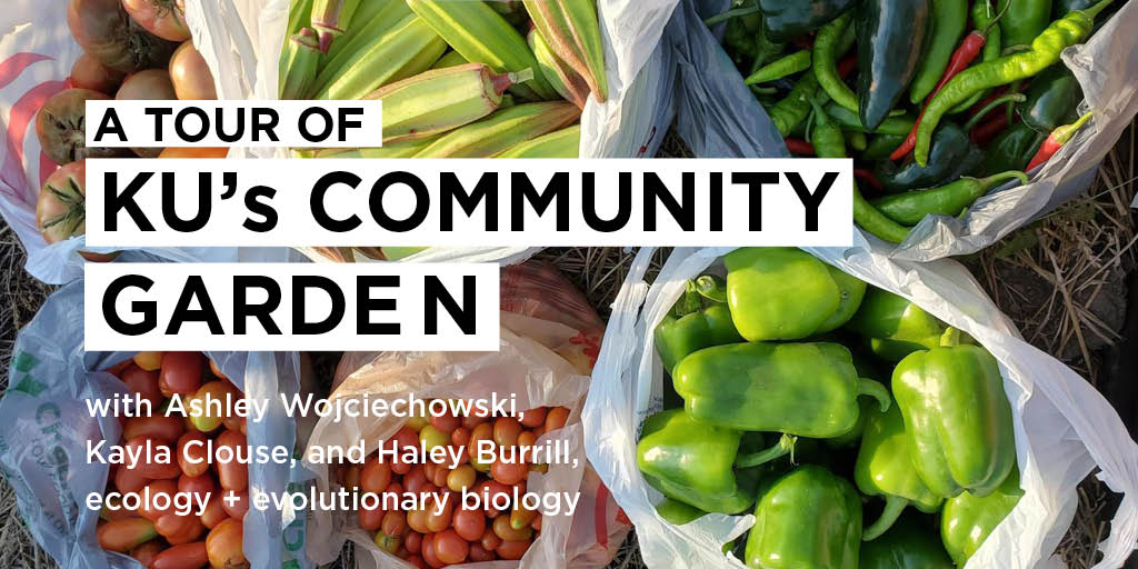 Bags of colorful produce spread out on the ground of a garden area.

Text: A tour of KU's Community Garden with Ashley Wojciechowski, Kayla Clouse, and Haley Burrill, ecology and evolutionary biology