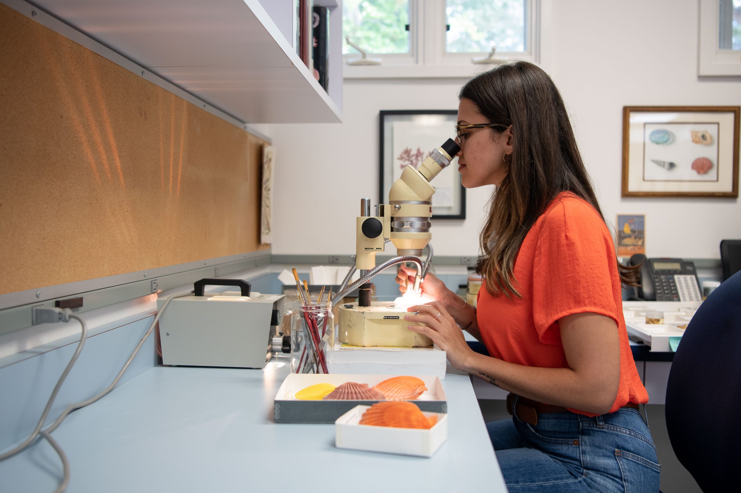 Vanessa Delnavaz looking into a microscope with seashells on the table next to her.